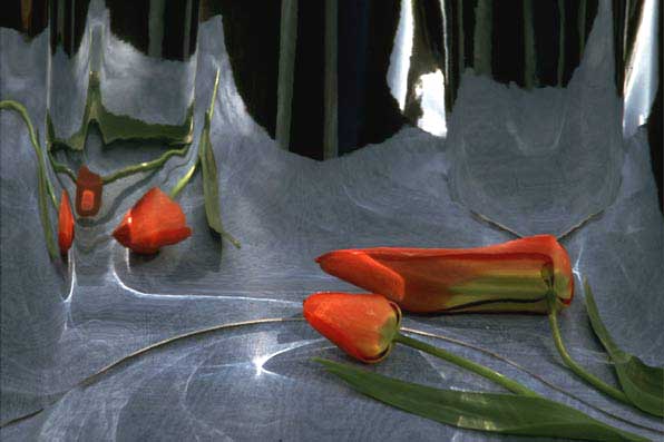 Tulpe