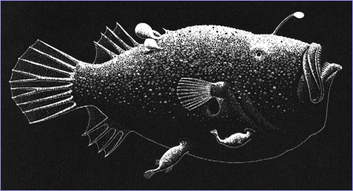http://www.pbs.org/wgbh/nova/abyss/life/images/ellis274.jpeg