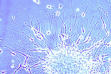 http://www.biochem.unizh.ch/Education/Neurons.jpg 
