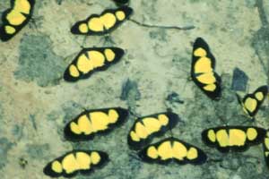 http://www.weichwasserfische.de/Brasilien/Schmetterlinge beim Rio Miua.jpg 