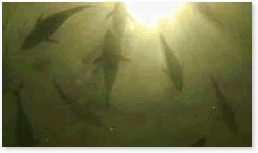 http://www.camel-7.de/ex/photo/fish.gif