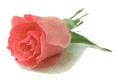 http://www.camel-7.de/ex/photo/rose.gif 