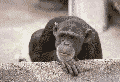 http://wt.parsimony.net/buch60/bilder/abe.gif