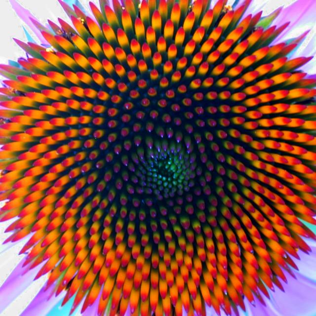 http://www.mcs.surrey.ac.uk/Personal/R.Knott/Fibonacci/coneflower.jpg
