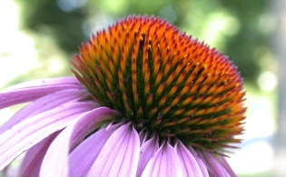 http://www.mcs.surrey.ac.uk/Personal/R.Knott/Fibonacci/coneflowerSide.jpg