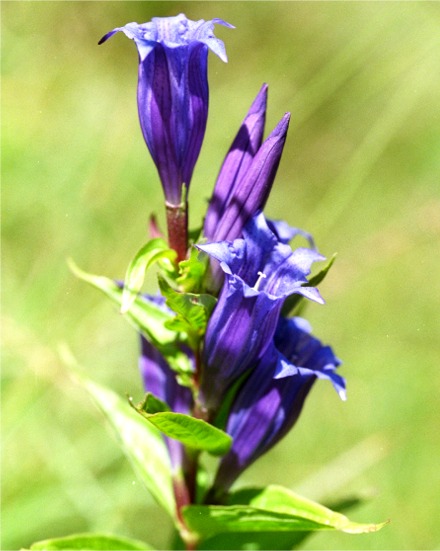 http://www.miramis.de/plants/enzian/pix/gentiana_asclepiadea.jpg