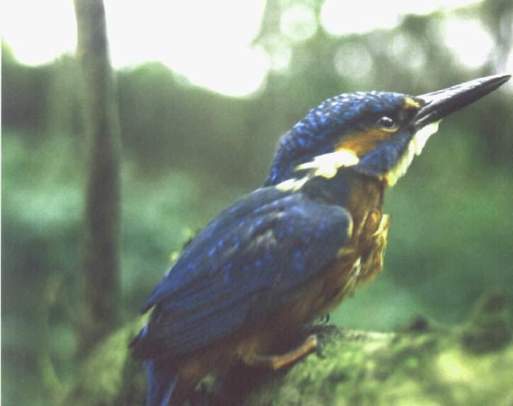 http://www.natur-gladbeck.de/eisvogel/a_eisvogel.jpg