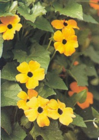 http://gartenversandhaus.izserver.de/gartenlexikon/image/Thunbergie.jpg