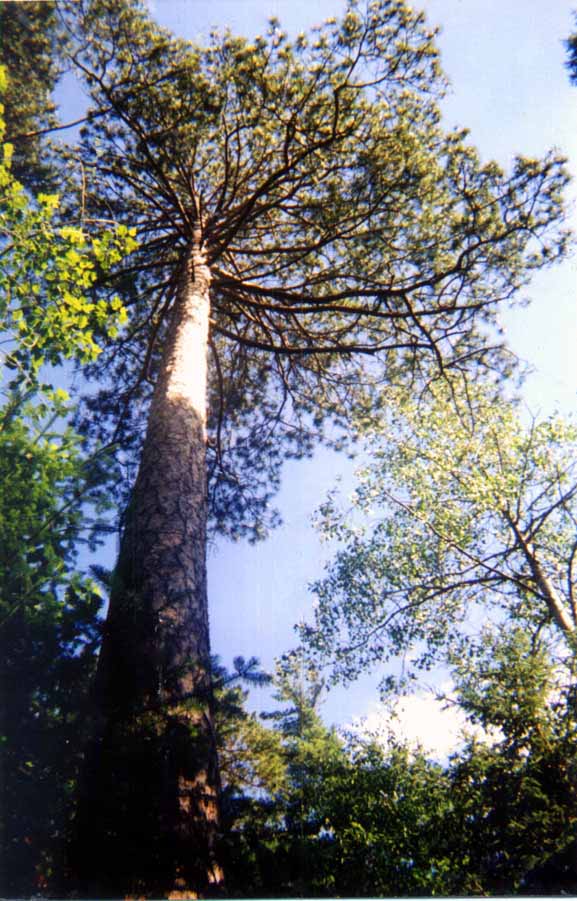 http://www.arkadien.org/bigtree.jpg