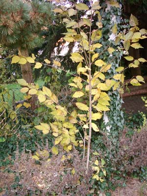 http://bilder25.parsimony.net/forum62619/Herbststrauch.jpg