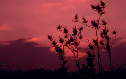 http://www.silomarkhouse.com/dyw/images/
redskyatdawnbig.jpg