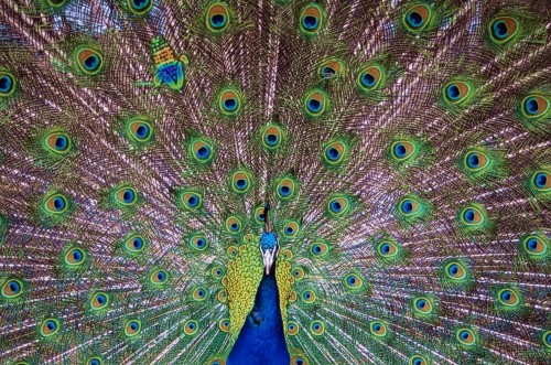 http://www.nicemais.ch/images/pfau.jpg