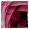 http://www.monik.de/iLOVEyou/ilygfx/rose12.jpg